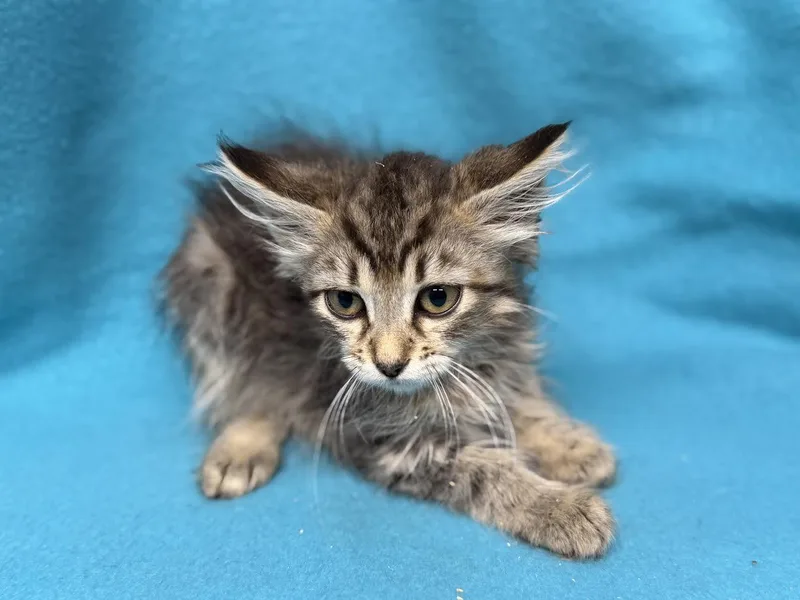 A young small-sized female Tabby (Gray / Blue / Silver) Domestic Short Hair cat named Claudia for adoption in Oakdale, CA