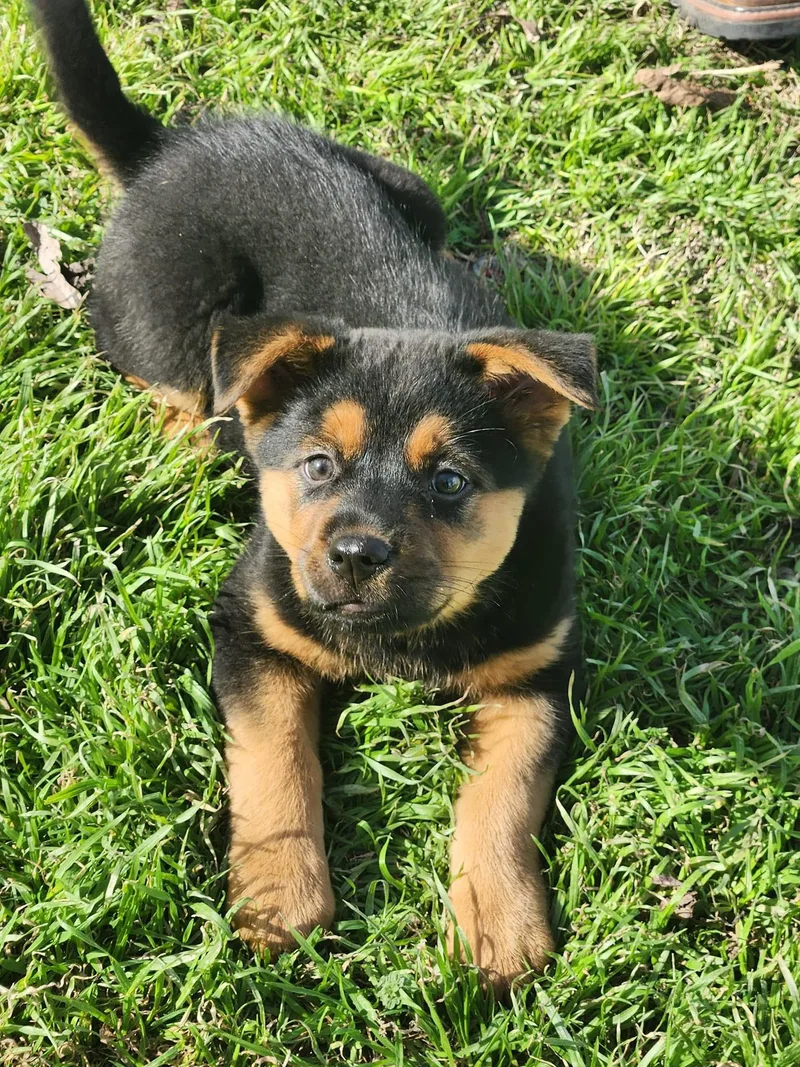 A young medium-sized female Black Chow Chow dog named Pocket for adoption in San Angelo, TX