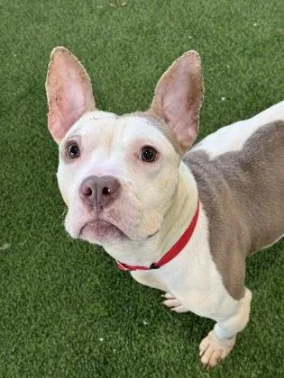 An adult medium-sized male Mixed Breed dog named Teddy for adoption in West Chester, PA