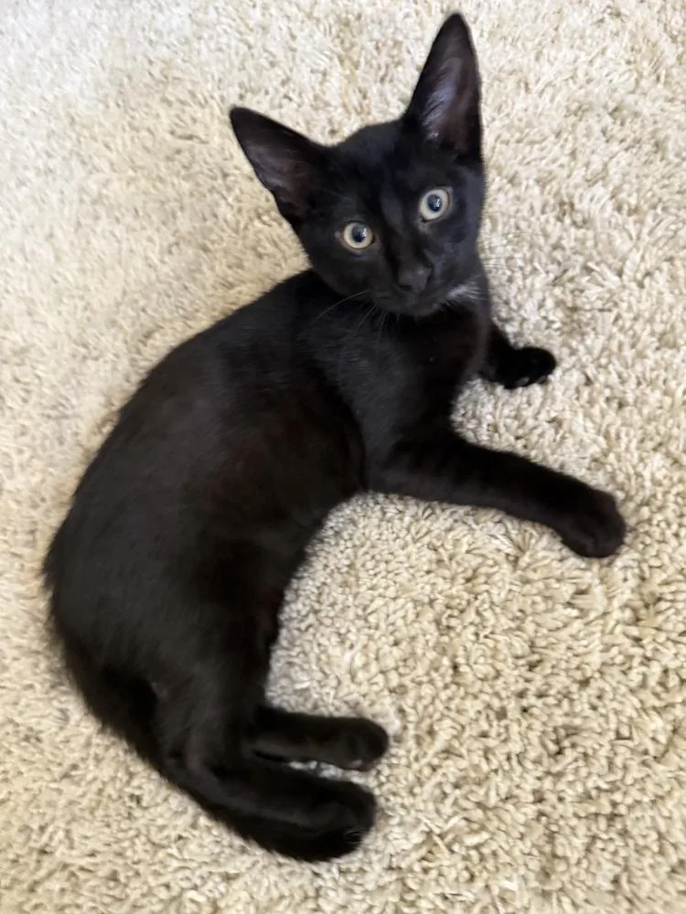 A baby medium-sized male Black Domestic Short Hair cat named Shadow for adoption in Clinton Township, MI