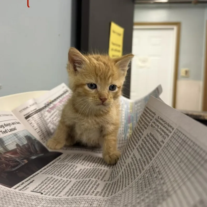 A baby small-sized male Orange / Red Domestic Short Hair cat named Columbus Day for adoption in Columbia, MO