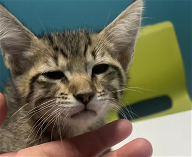 A baby medium-sized male Domestic Short Hair cat named Sunshine for adoption in Houston, TX