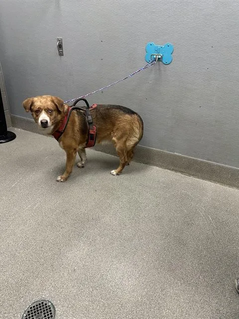 An adult large-sized male Border Collie dog named Geff for adoption in Las Vegas, NV
