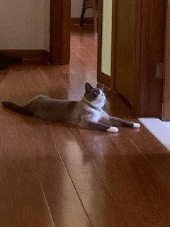 A young medium-sized male Siamese cat named Possum for adoption in Pinckney, MI