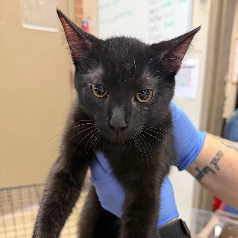 A baby medium-sized male Black Domestic Short Hair cat named Groucho for adoption in Birmingham, AL