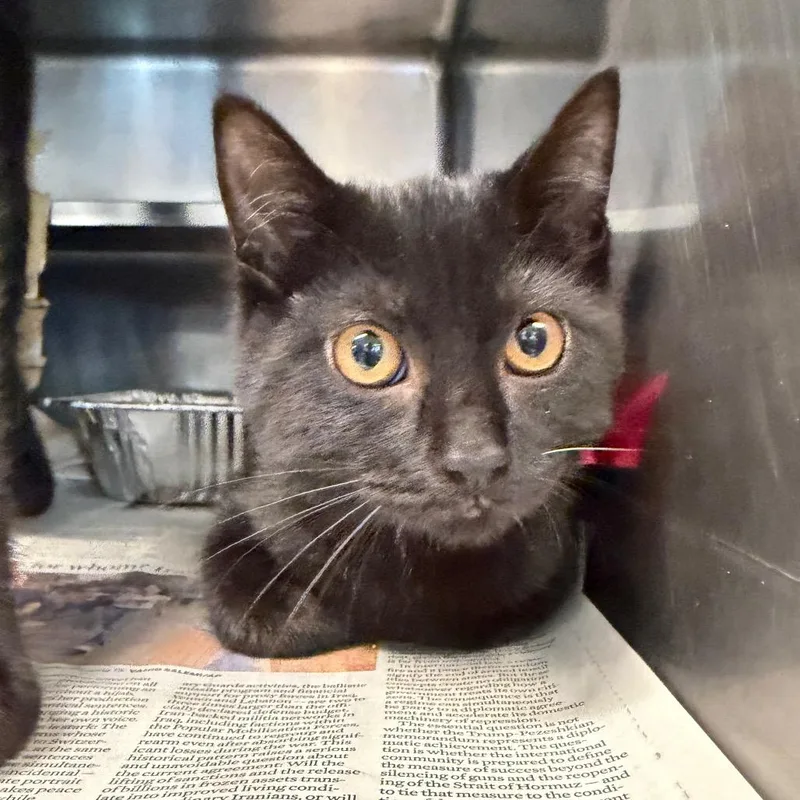 A baby small-sized female Domestic Short Hair cat named Raven for adoption in Chicago, IL