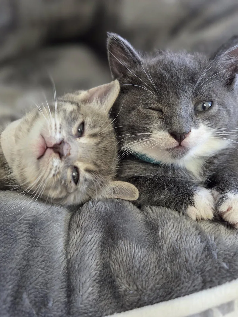 A baby medium-sized female Gray / Blue / Silver Domestic Short Hair cat named Terry Trenton for adoption in Trenton, NJ