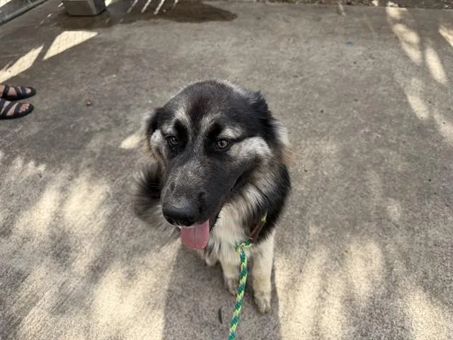 A young large-sized male German Shepherd Dog dog named Todo for adoption in Garland, TX