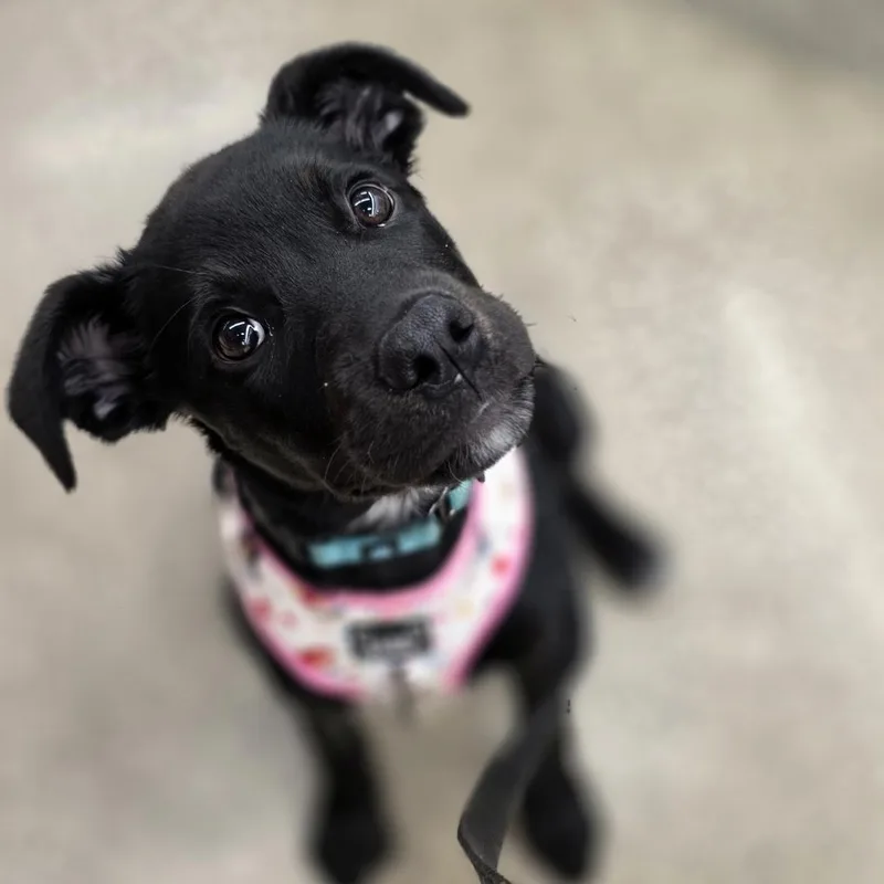 A baby medium-sized female Labrador Retriever dog named Rhonda for adoption in Farmington, MN