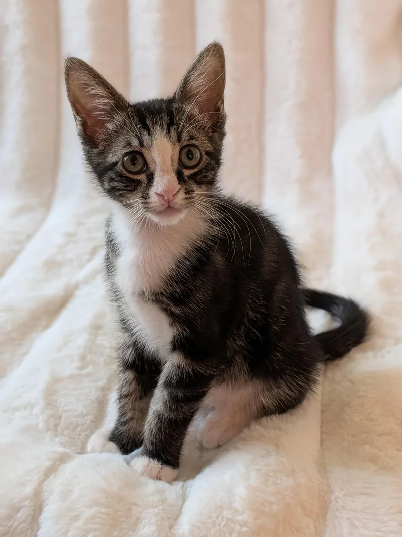 A baby medium-sized male Tabby (Brown / Chocolate) Domestic Short Hair cat named Barley for adoption in Davis, CA