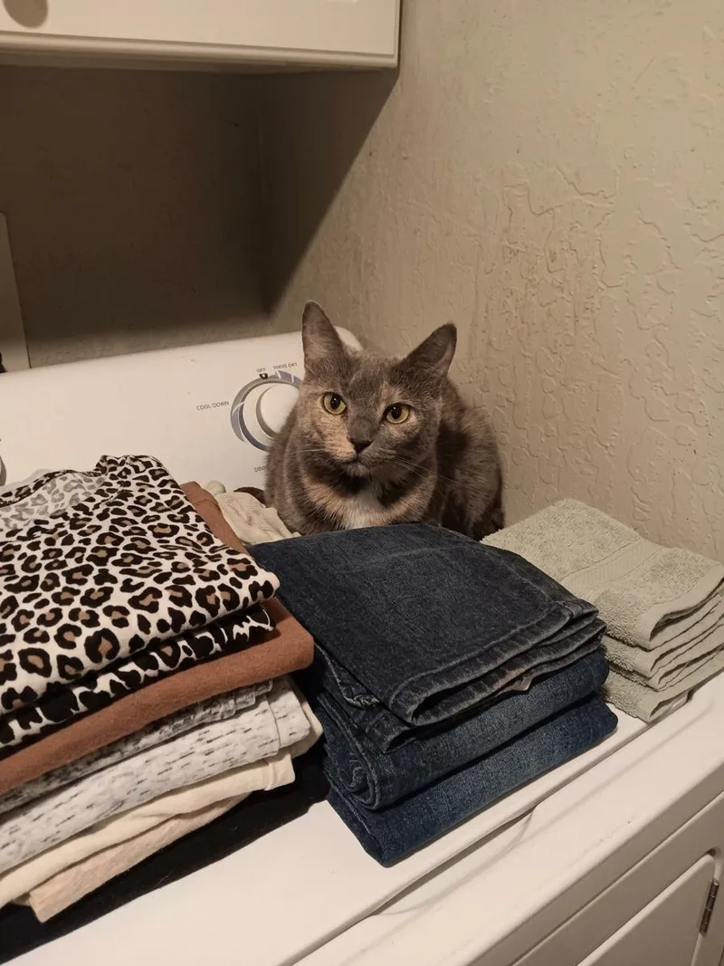 A young medium-sized female Domestic Short Hair cat named Savanna the Banana for adoption in Antioch, CA
