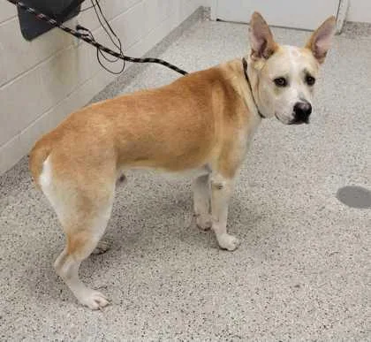 An adult extra large-sized male Mixed Breed dog named Judah for adoption in Kansas City, MO