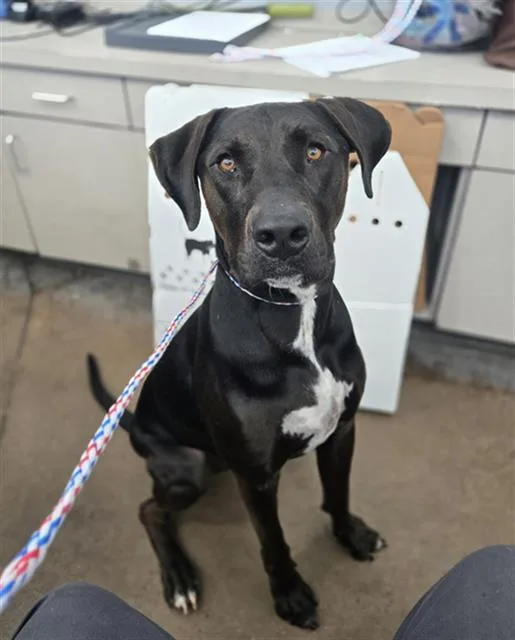 A young extra large-sized male Mixed Breed dog named Tonka for adoption in Dallas, TX