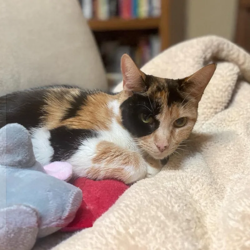 A senior medium-sized female Calico Domestic Short Hair cat named Ruthie for adoption in Elyria, OH