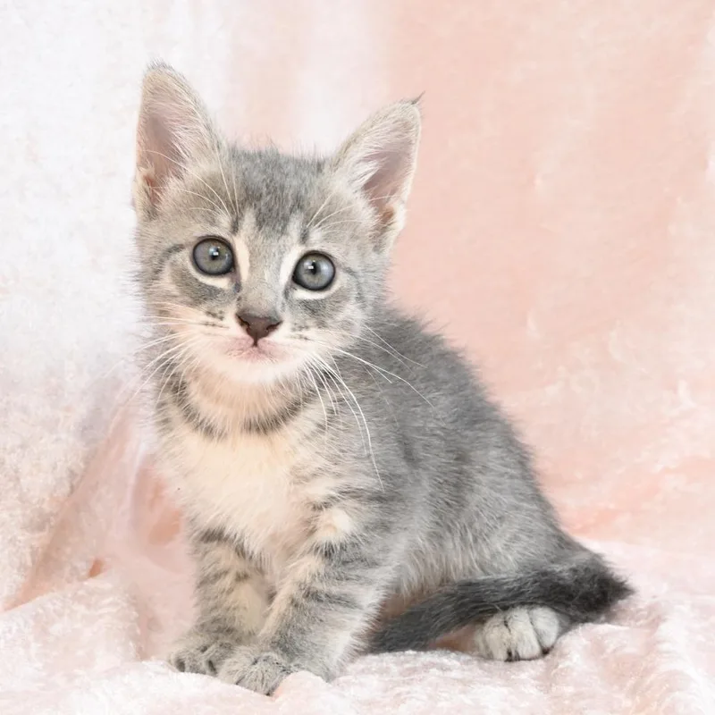 A baby small-sized female Gray / Blue / Silver Domestic Short Hair cat named Bunny for adoption in Mobile, AL