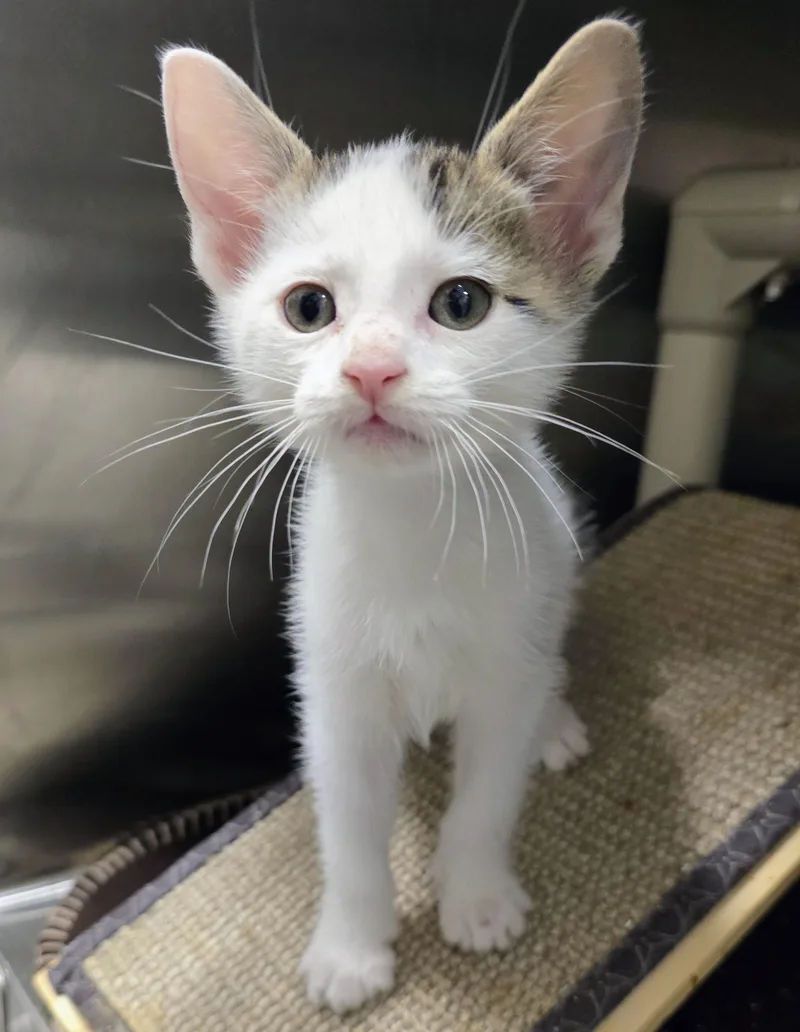 A baby large-sized male Tabby (Brown / Chocolate) Domestic Short Hair cat named Colton for adoption in Amityville, NY