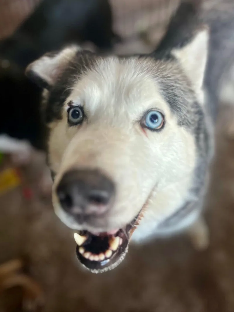 An adult large-sized female Husky dog named Ally J for adoption in Dallas, TX