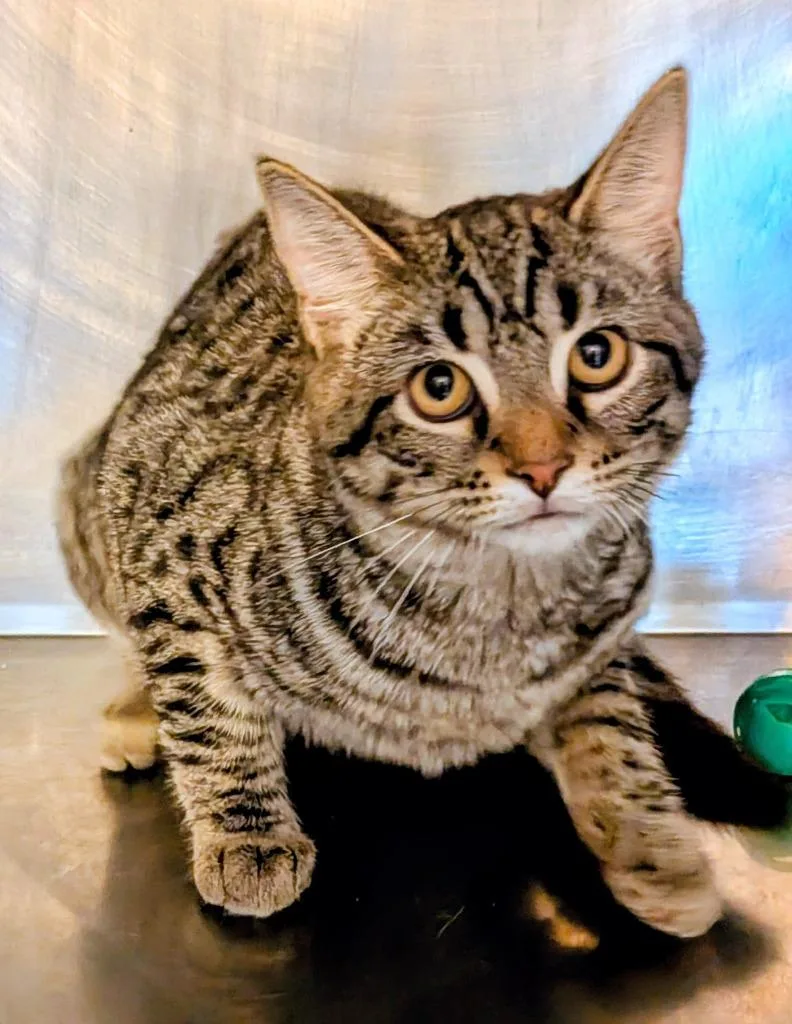A baby small-sized male Domestic Short Hair cat named Aja for adoption in St. Augustine, FL