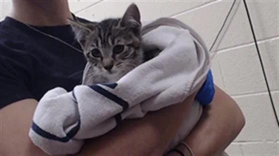 A baby small-sized female Domestic Short Hair cat named Annie for adoption in Denver, CO