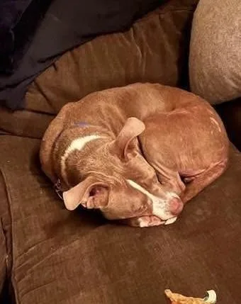 An adult medium-sized female Brown / Chocolate Pit Bull Terrier dog named Julia for adoption in Avondale, PA