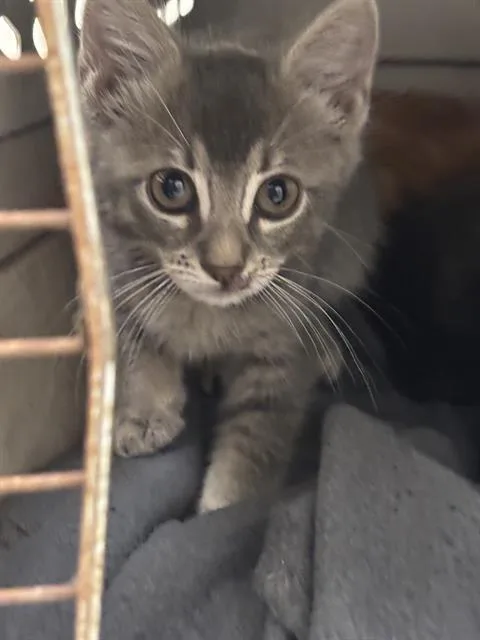 A baby medium-sized female Domestic Short Hair cat named Sasha for adoption in Dallas, TX