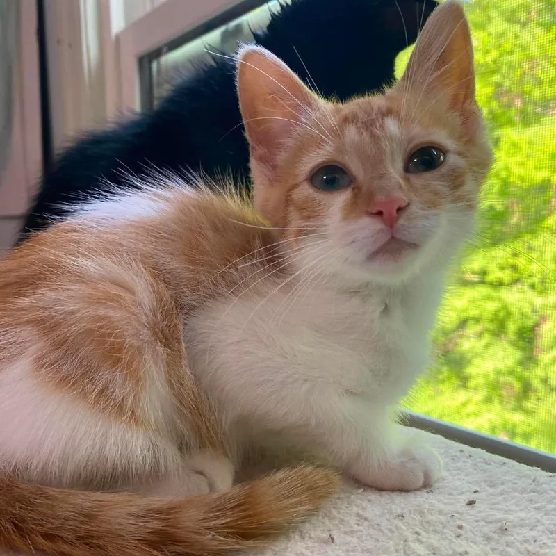 A baby small-sized male Orange / Red Domestic Short Hair cat named Limewire for adoption in Nashville, TN