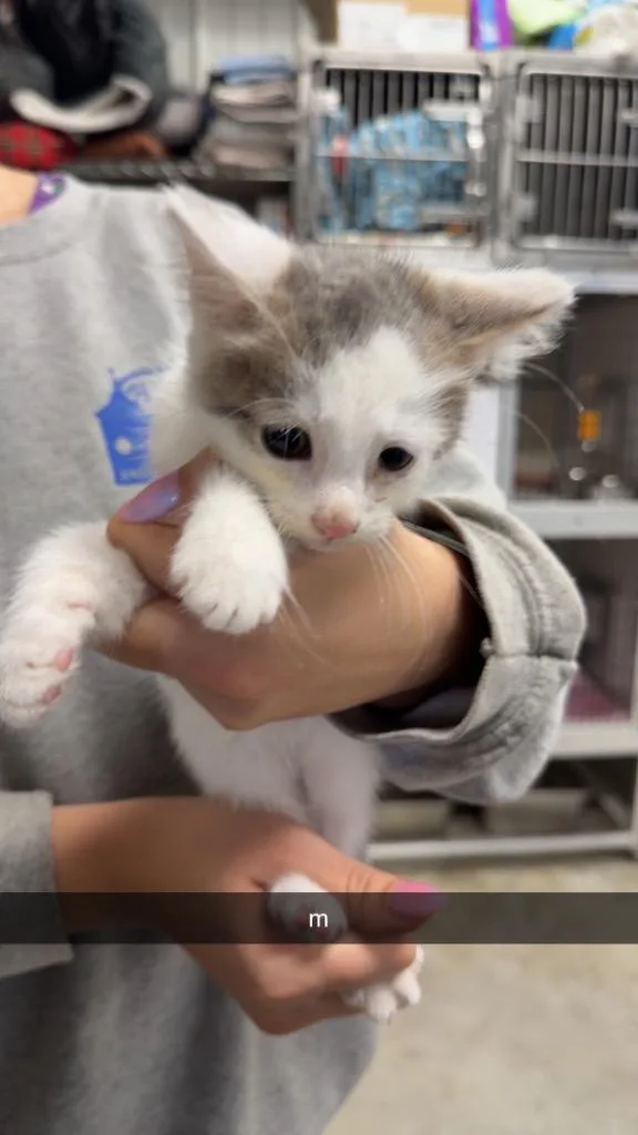 A baby medium-sized male Domestic Short Hair cat named Moe for adoption in Greensburg, IN