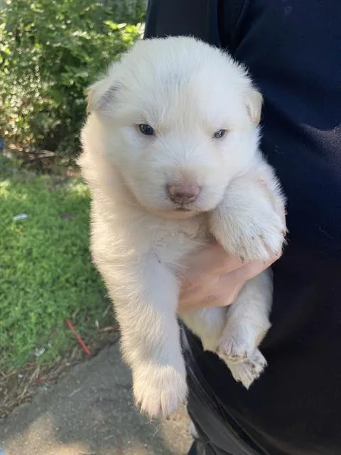 A baby medium-sized male Mixed Breed dog named Polar for adoption in Dallas, TX