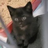 A baby medium-sized female Black Domestic Short Hair cat named Maria for adoption in Portsmouth, OH