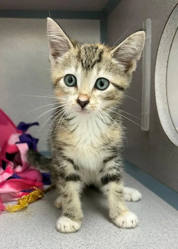A baby small-sized female Domestic Short Hair cat named Mayonnaise for adoption in Skillman, NJ