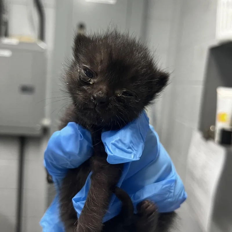 A baby small-sized male Black Domestic Short Hair cat named Otto for adoption in Summerville, SC