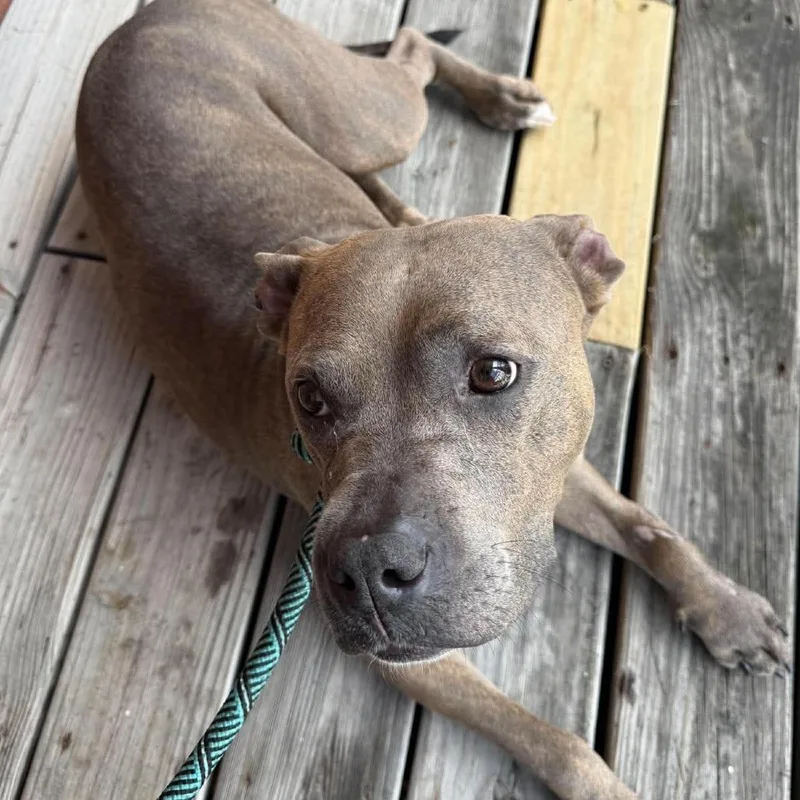 An adult medium-sized female Brindle Mixed Breed dog named Supernova Stray Hold for adoption in Huntington, WV