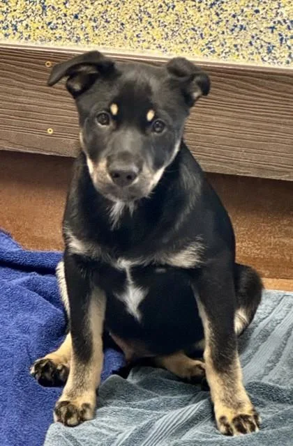 A baby medium-sized male Black Mixed Breed dog named Legs for adoption in Stanwood, WA