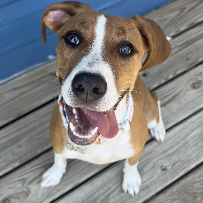 A baby medium-sized female Hound dog named Benson for adoption in Palatine, IL