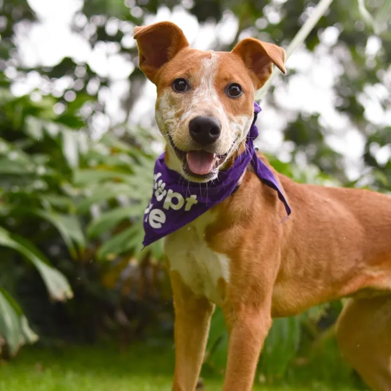 A young medium-sized female Red / Chestnut / Orange Mixed Breed dog named Scarlet for adoption in Kailua Kona, HI