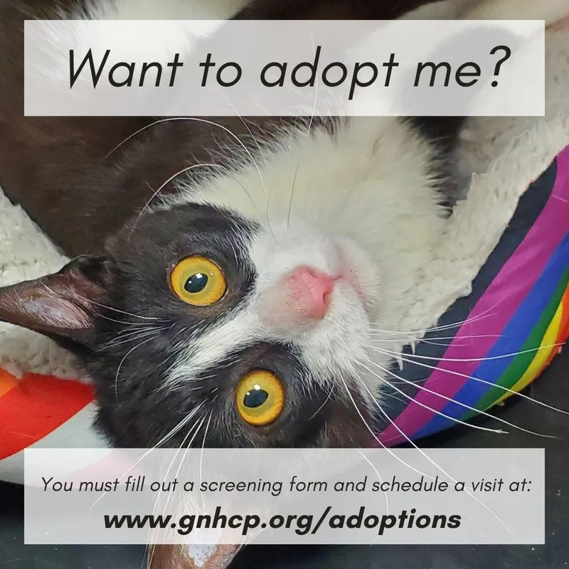 A young medium-sized male Black & White / Tuxedo Domestic Short Hair cat named Spencer for adoption in New Haven, CT