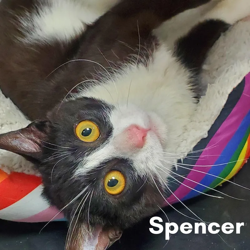 Spencer thumbnail 2