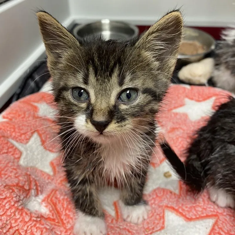 A baby small-sized male Brown / Chocolate Domestic Short Hair cat named Jett for adoption in Norfolk, NE