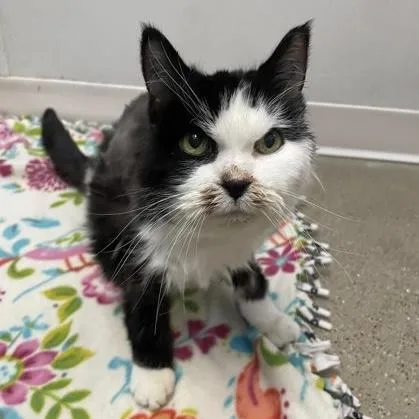 A senior medium-sized female Black & White / Tuxedo Domestic Medium Hair cat named Sweetheart for adoption in Rochester, MN