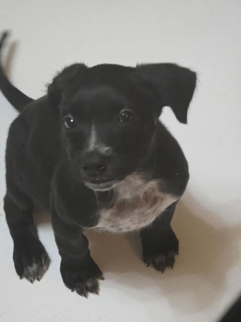 Pepper thumbnail 2