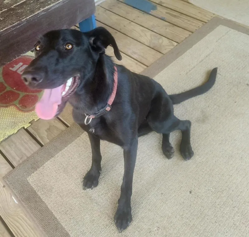 A young large-sized female Black Labrador Retriever dog named Voodoo for adoption in Shawnee, OK