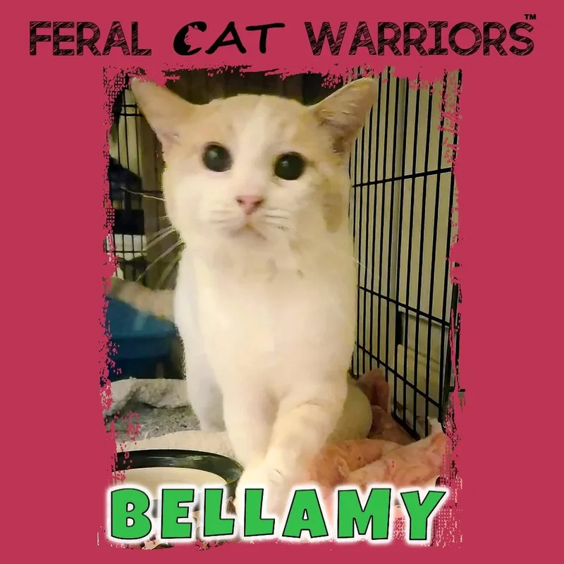 Bellamy