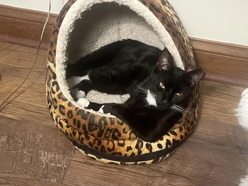 A young medium-sized male Black & White / Tuxedo Domestic Short Hair cat named Guinness for adoption in Dayton, OH