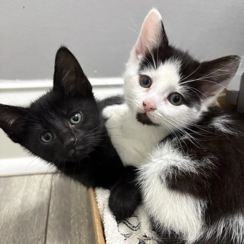 A baby small-sized female Black Domestic Short Hair cat named Ringtail for adoption in Wilmington, DE