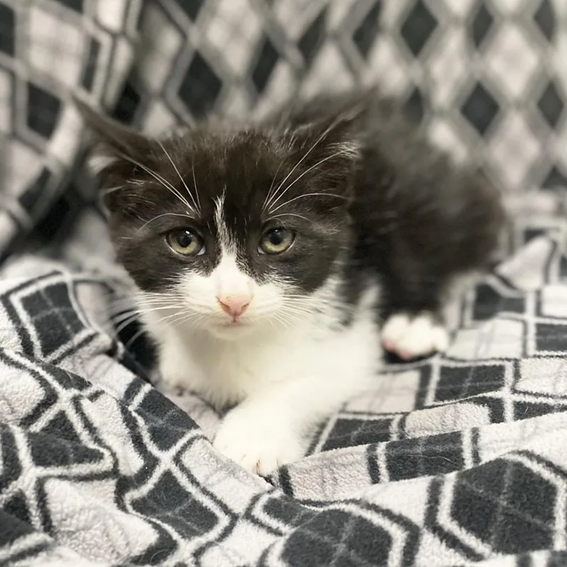 Dusty Bottoms thumbnail 2