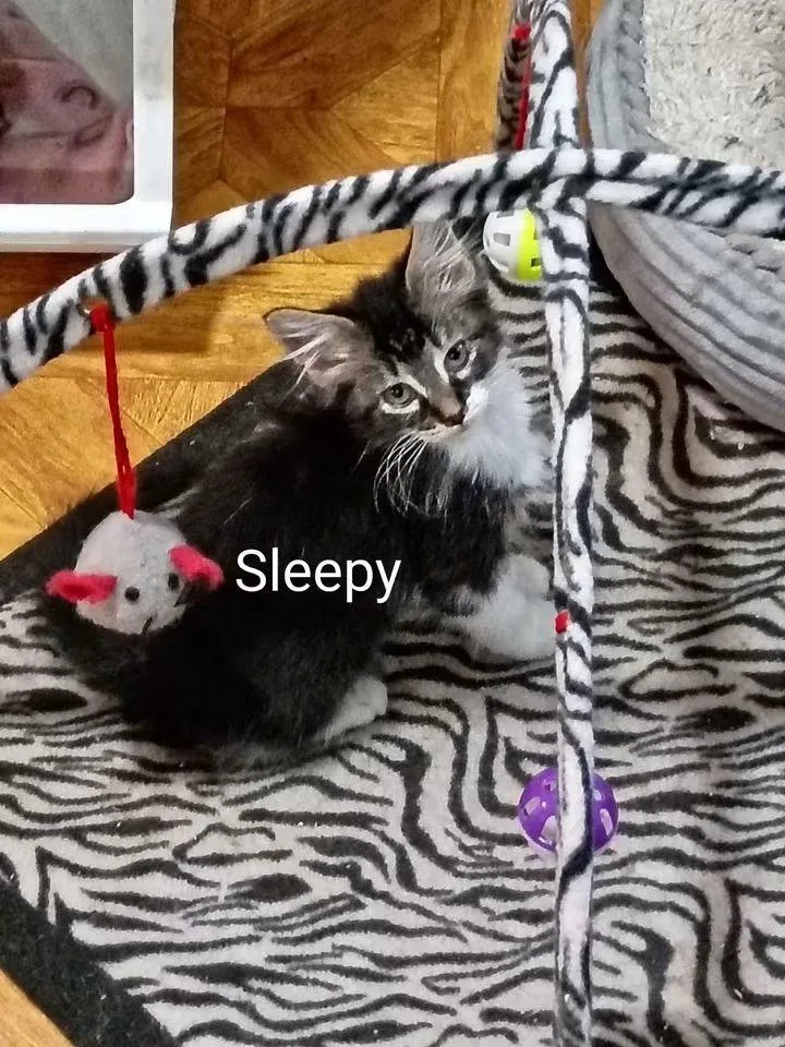 A baby small-sized male Domestic Short Hair cat named Sleepy for adoption in LIberty, NY
