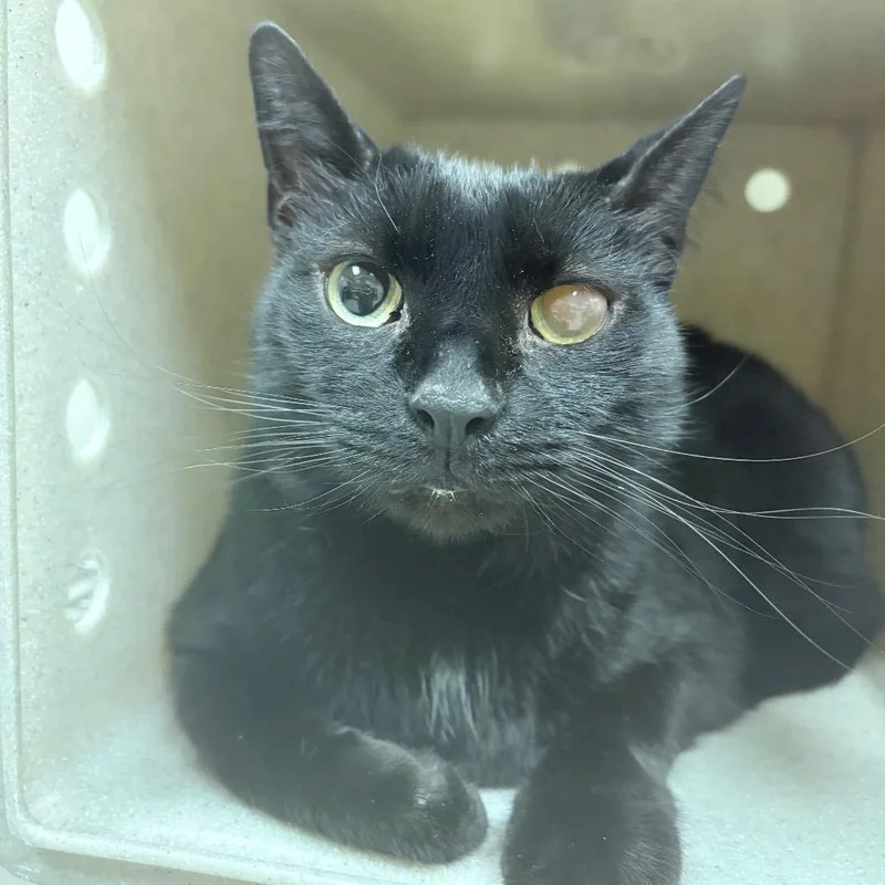 A senior extra large-sized male Black Domestic Short Hair cat named Wade for adoption in Reno, NV