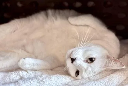 A young large-sized female White Domestic Short Hair cat named Smidge for adoption in Fernandina Beach, FL