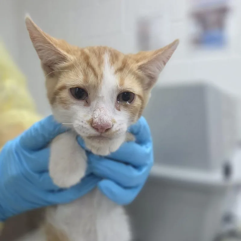 A baby small-sized male Orange / Red Domestic Short Hair cat named Burger for adoption in Incline Village, NV