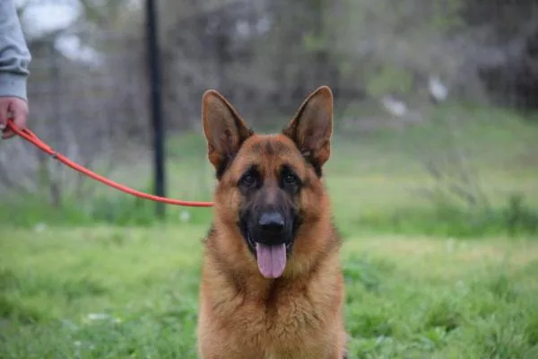 An adult large-sized male German Shepherd Dog dog named Xanto for adoption in Roslyn, NY